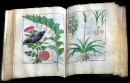 Book of Simple Medicine