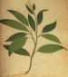 Plants logo